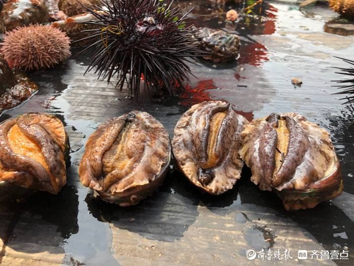 藏在大海深處的煙臺南隍城島為何被譽為“中國鮑魚島”