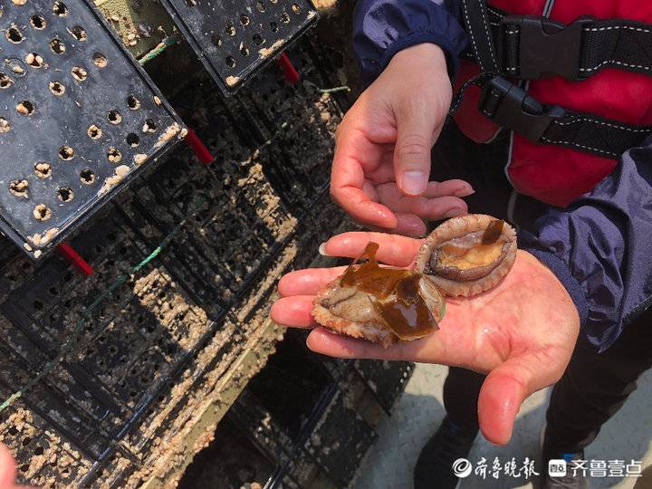 吃出口級海帶長大！“國鮑1號”上可養120噸類野生鮑魚