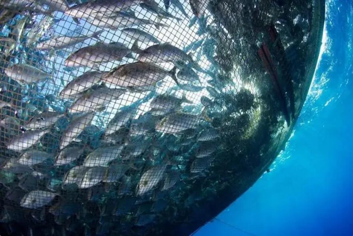 讓中國人吃上本土鮭鱒魚！自貿(mào)煙臺經(jīng)海藍色種業(yè)研究院首個賦能轉(zhuǎn)化項目落地