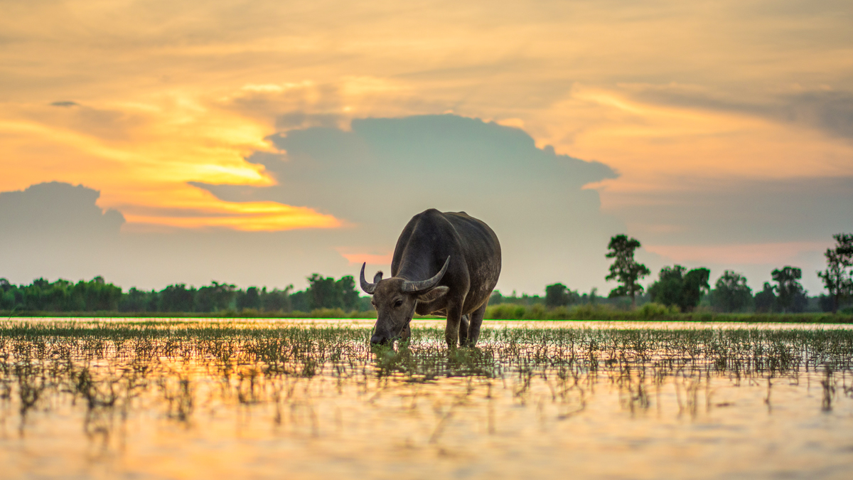 1606368747838008Vs3n.jpg 1606368747838008Vs3n.jpg